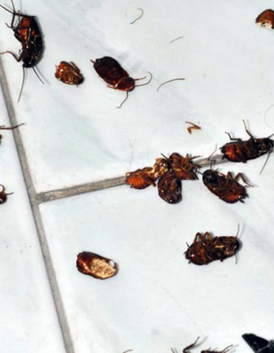disinfestazione scarafaggi e insetti Trieste Geibi