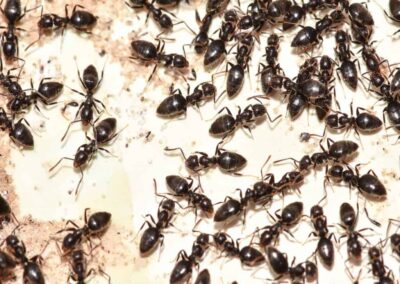 disinfestazione formiche Trieste