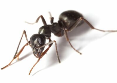 disinfestazione formiche Trieste geibi
