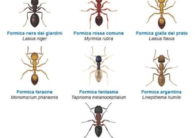 disinfestazione formiche Trieste tipi