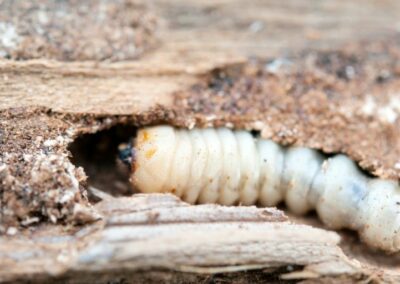 disinfestazione tarli Trieste larva
